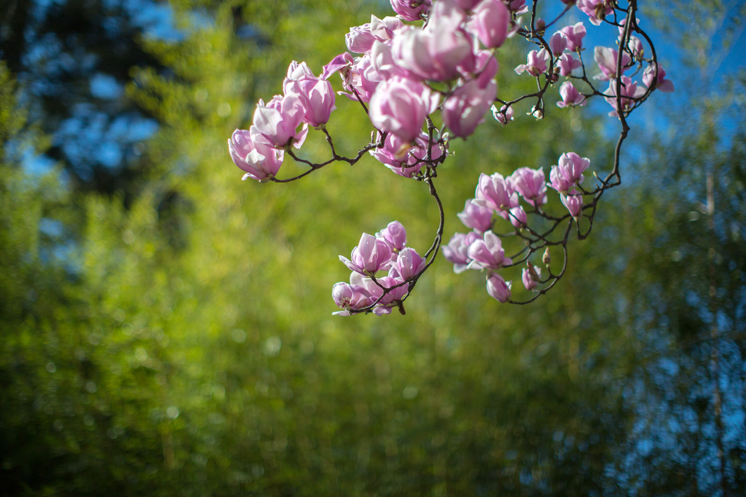 Pink magnolia tree at Hakone Gardens in Saratoga, California (Photo copyright David Calhoun)