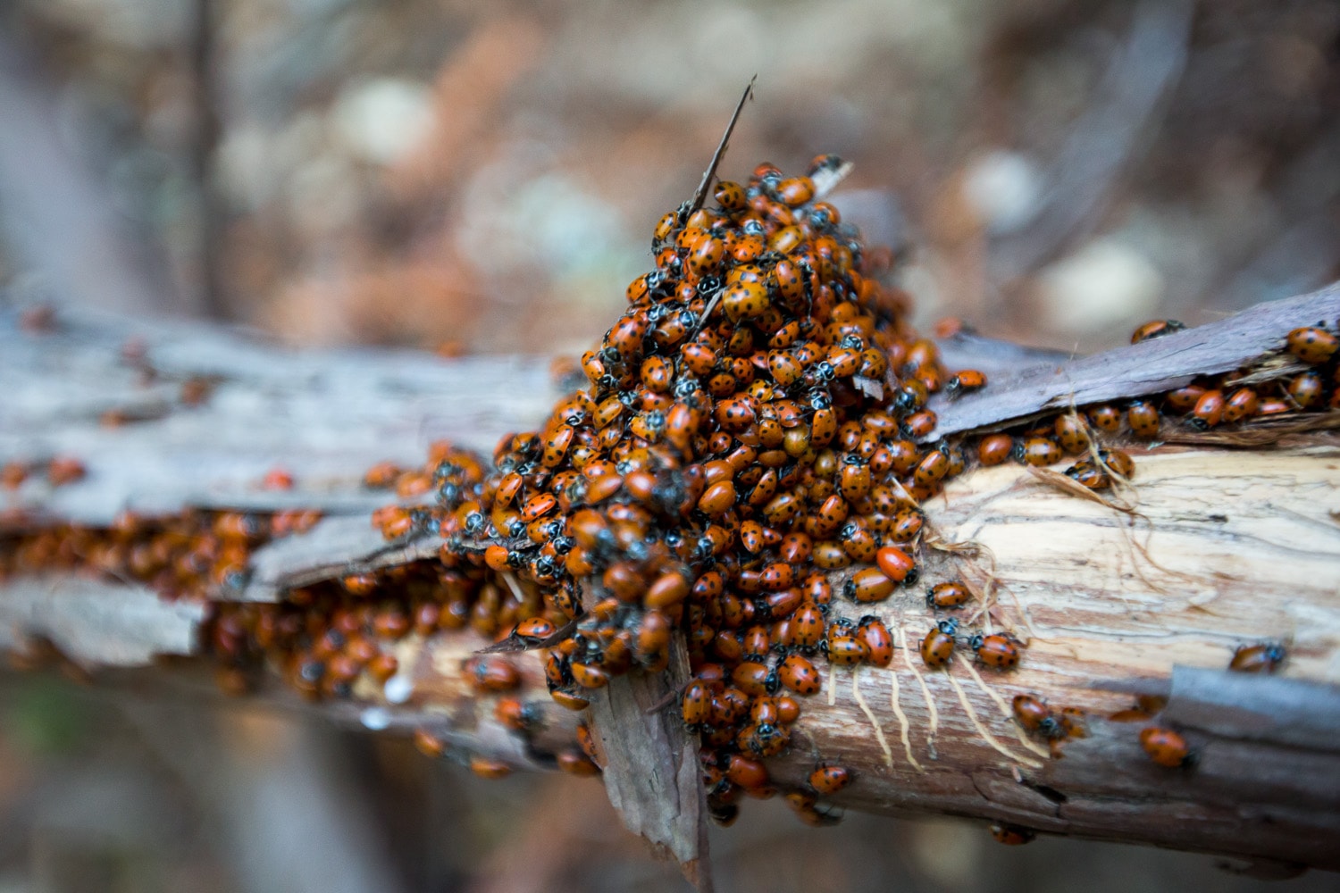 Ladybug cluster
