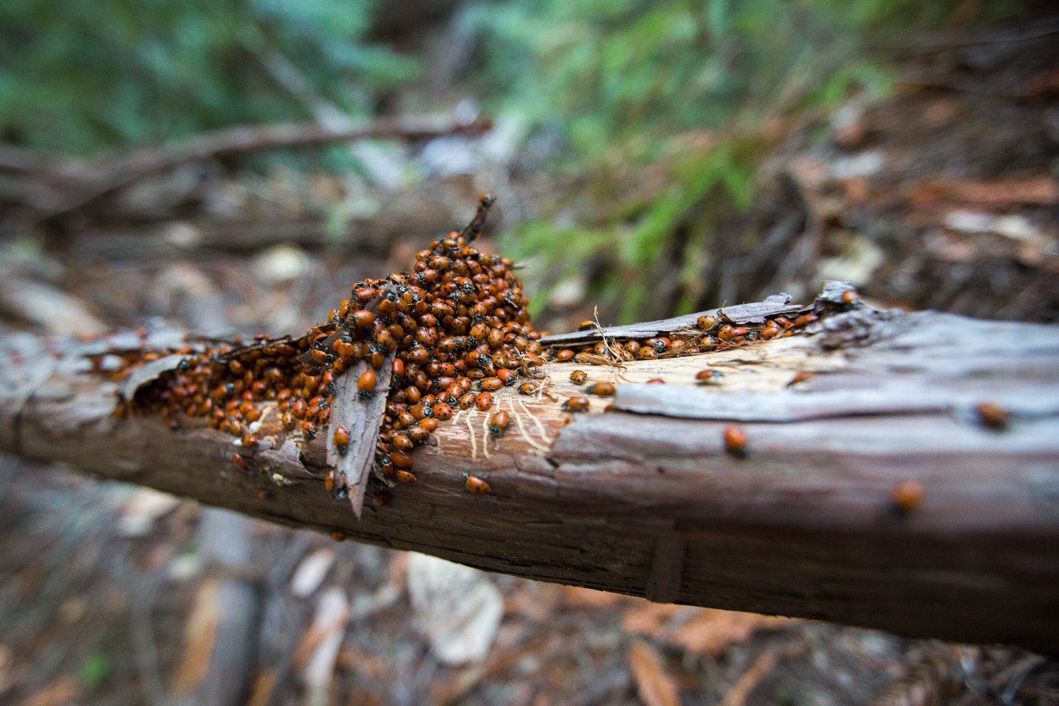 Ladybug cluster