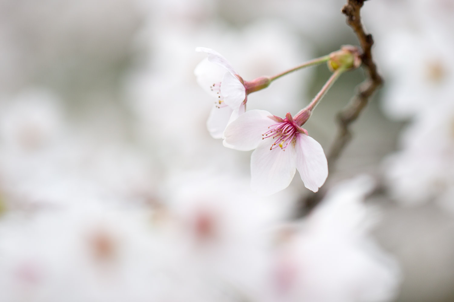 Closeup of cherry blossoms along the Path of Philosophy