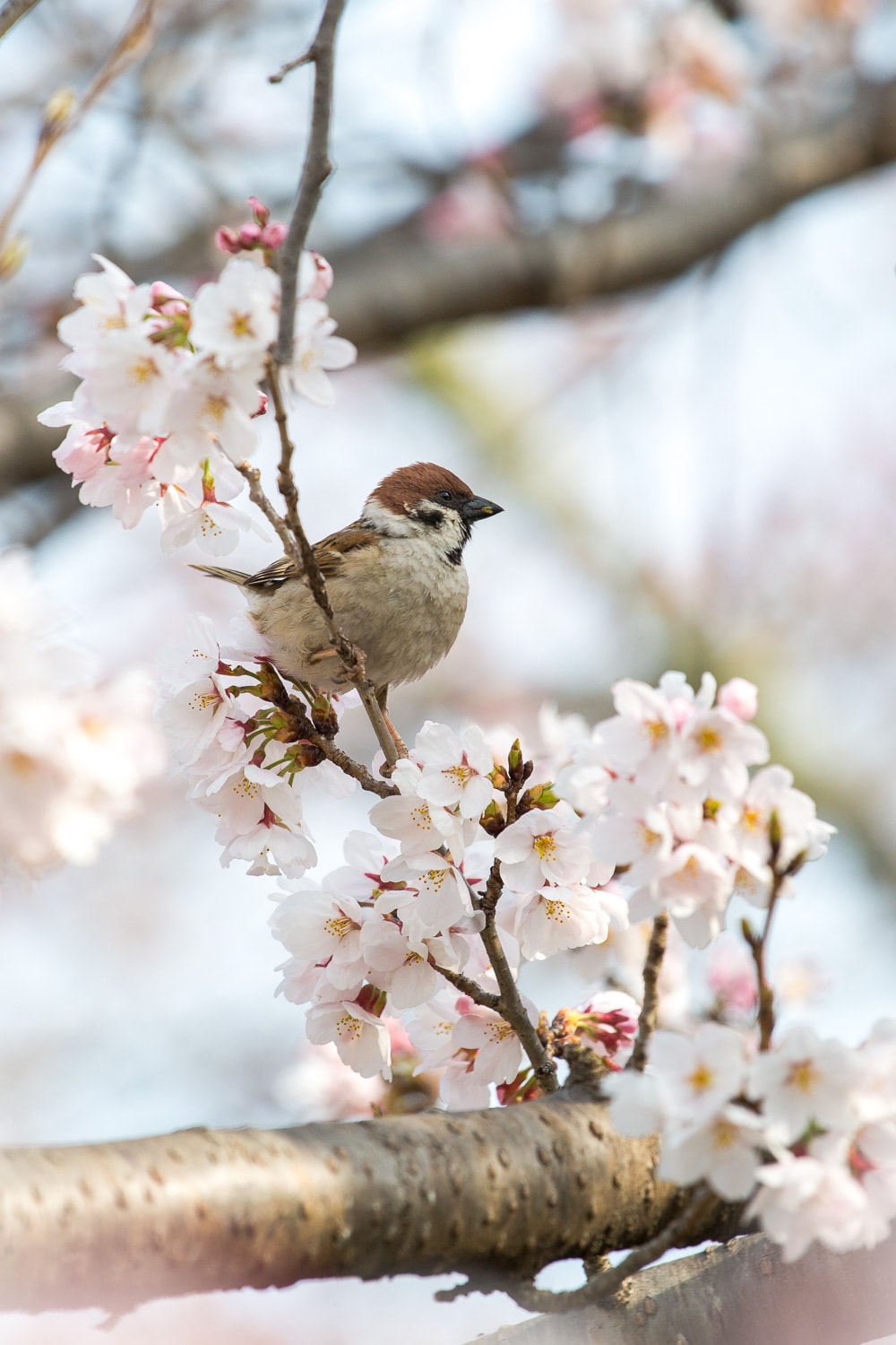 Sparrow and cherry blossoms on the Path of Philosophy in Kyoto, Japan