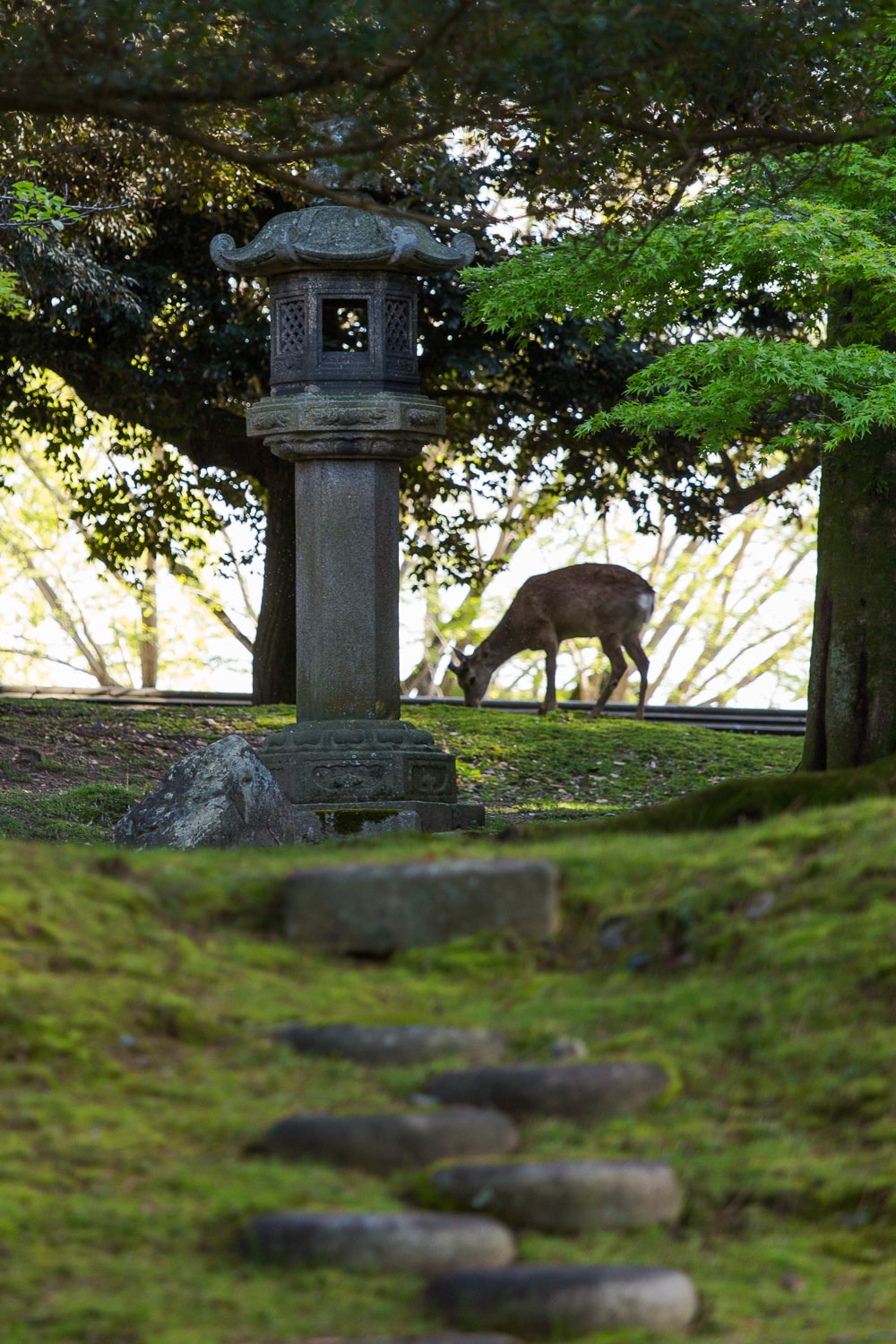 Nara deer and traditional lantern