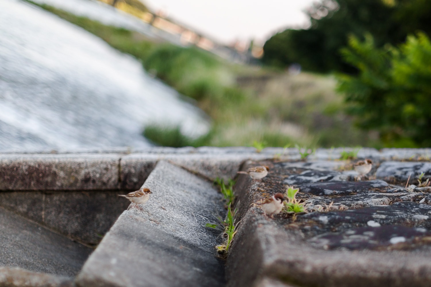 Sparrows playing beside the Kamogawa (Kyoto, Japan)