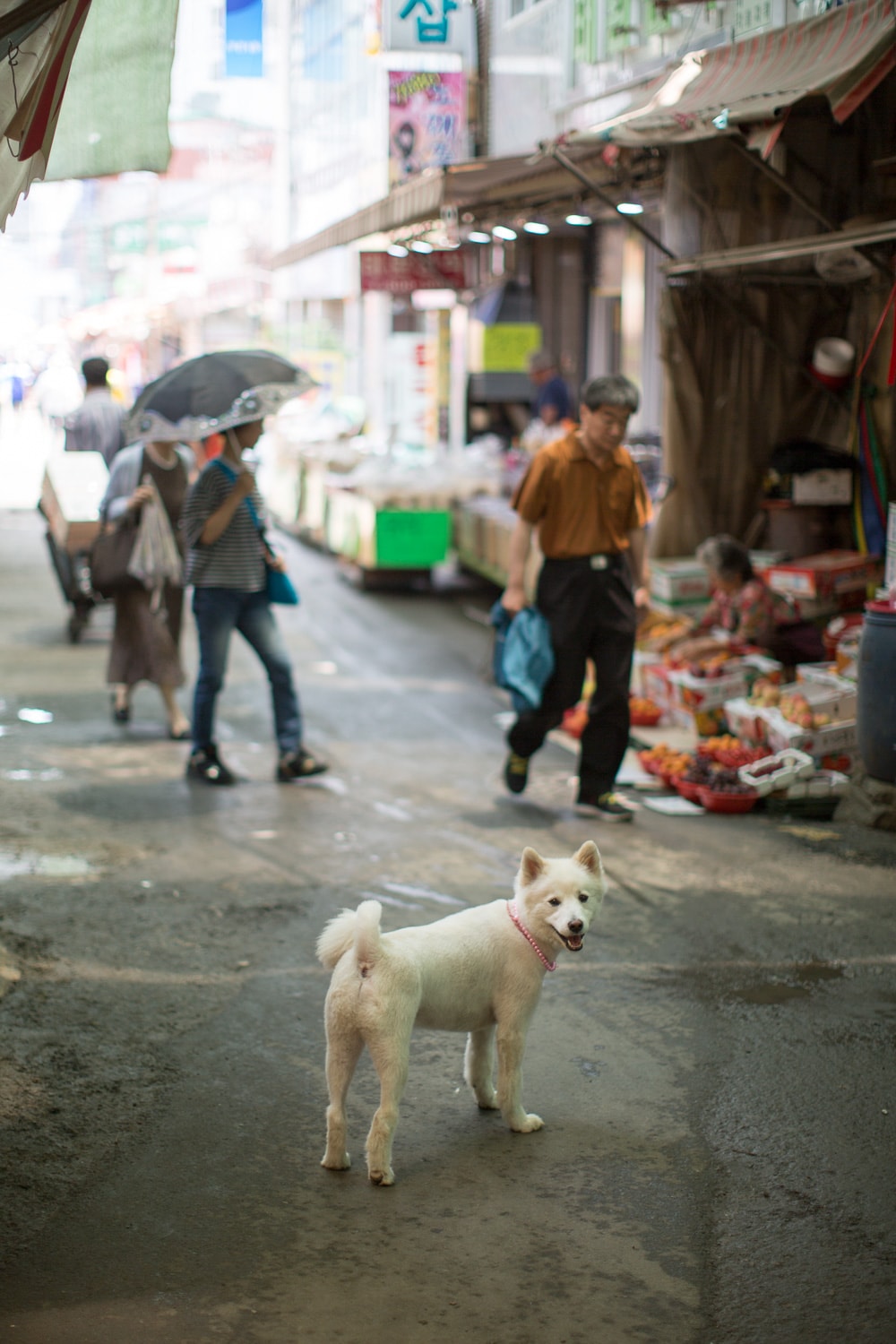 Cute dog (Busan, Korea)