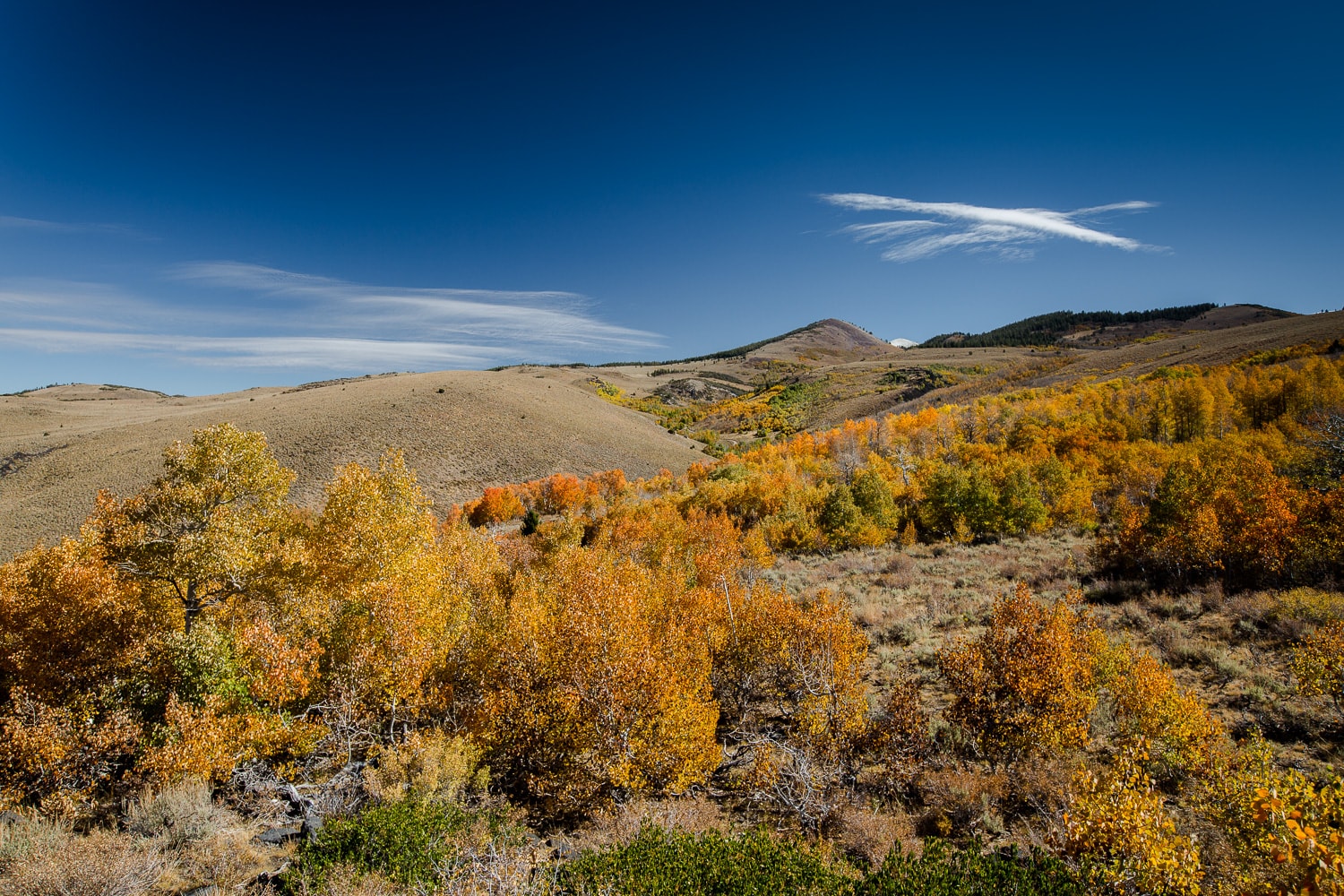 Fall colors on the road to Lobdell Lake (California)