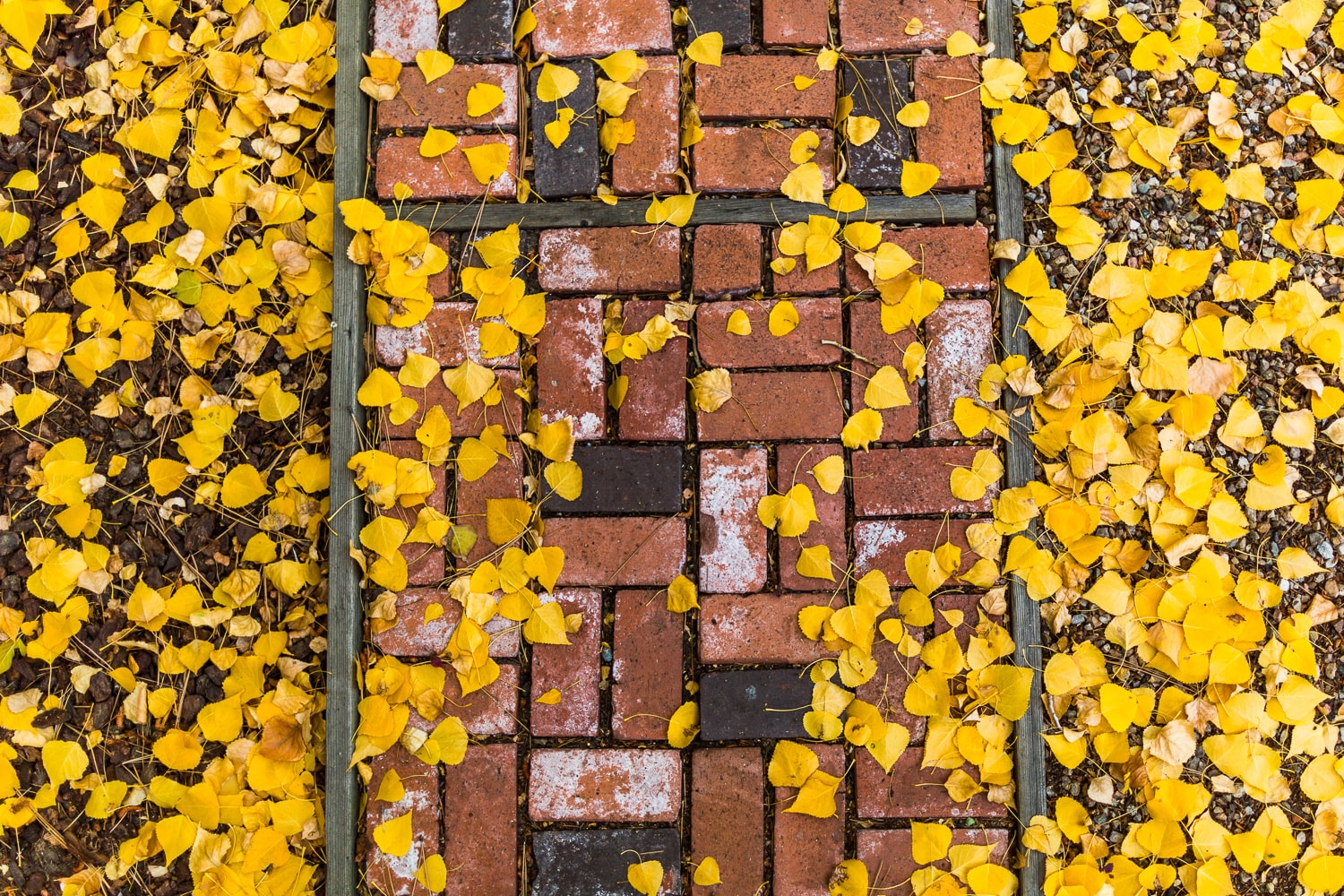 Fall leaves on a brick walkway, at home in Big Bear