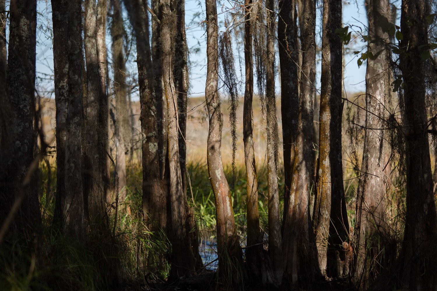 Swamp trees in Louisiana