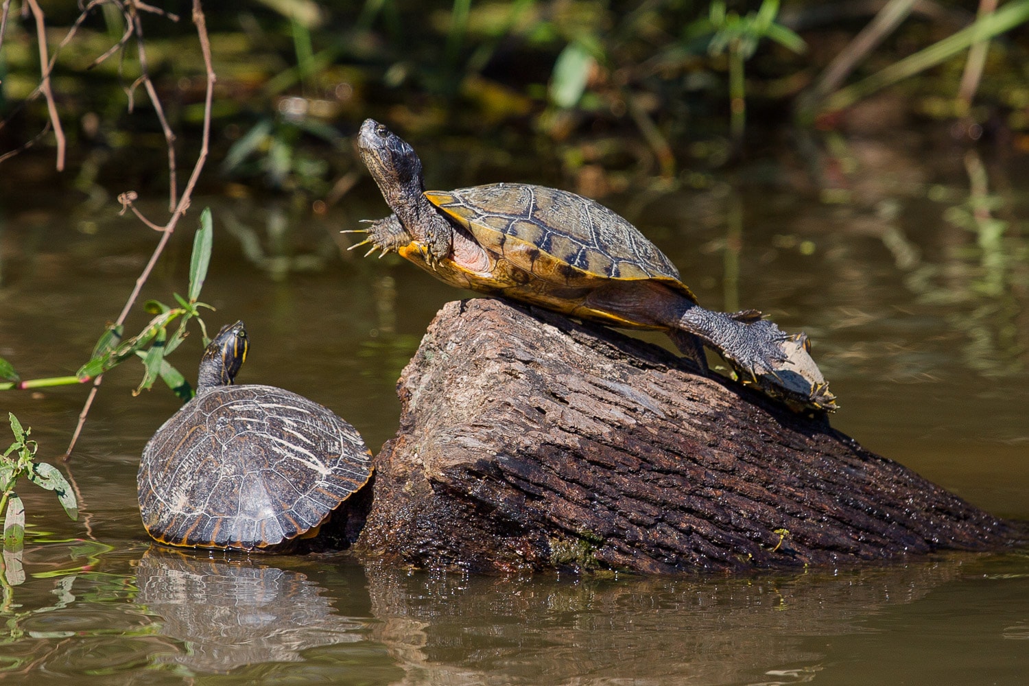 Turtle sunbathing on the swamp