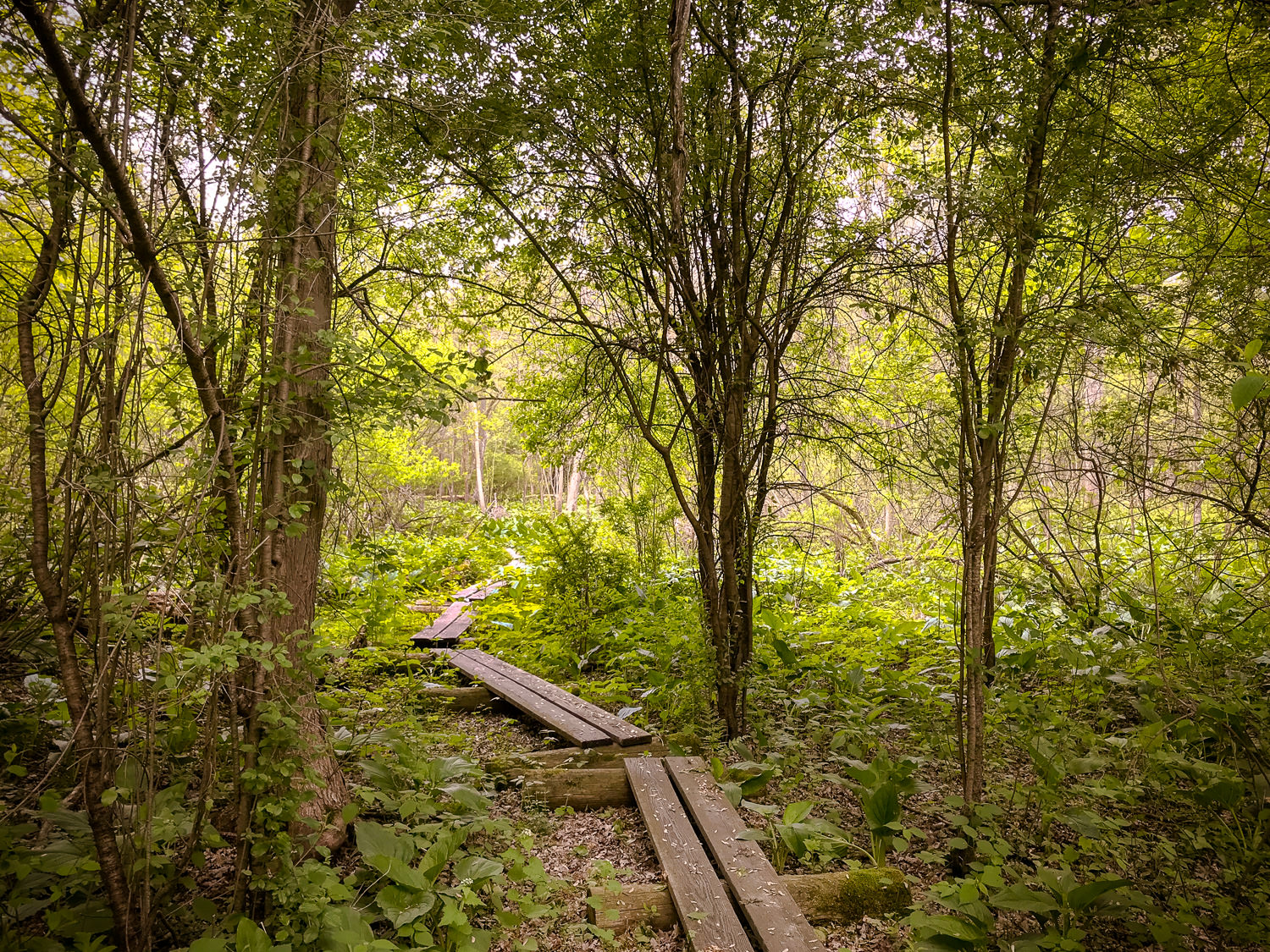 Bog bridges in Pochuk Mountain State Park, New Jersey. Garden State!