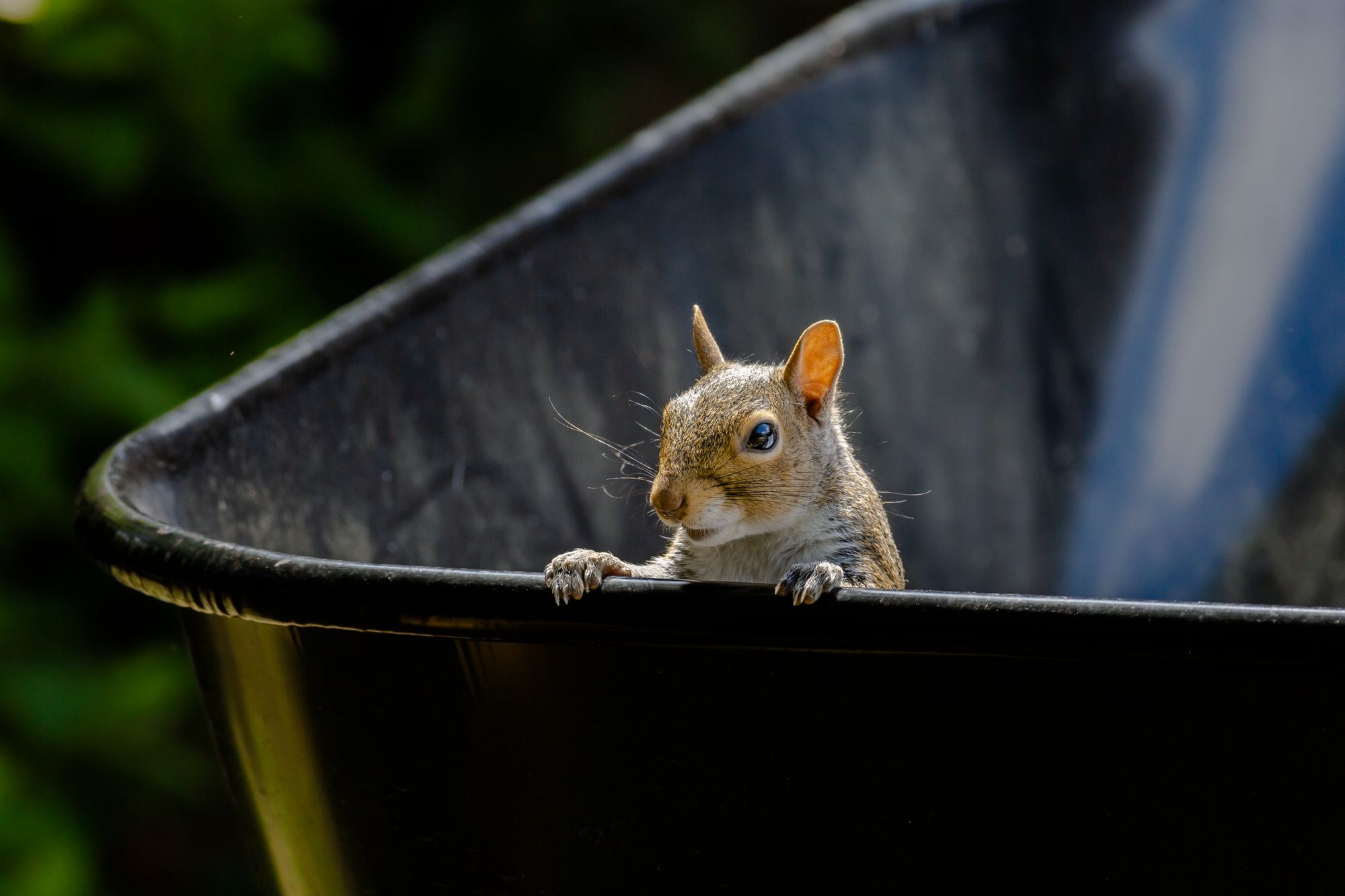 Mischievous squirrel in a wheelbarrow