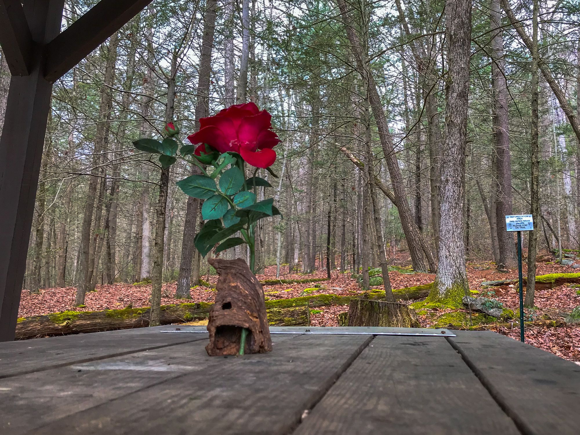Red rose at Tumbling Run shelters