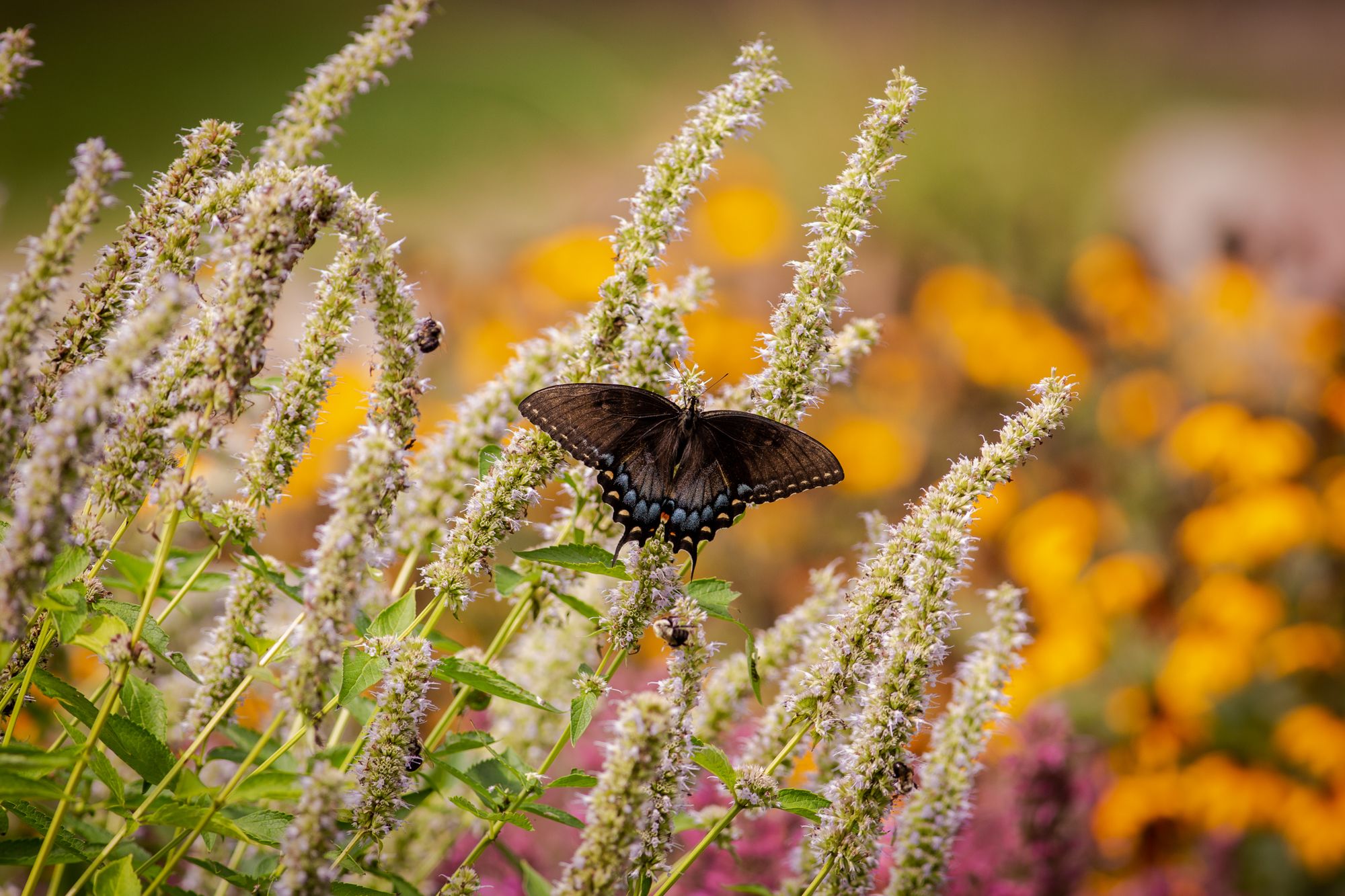 Eastern Tiger Swallowtail butterfly (dark form) at Williamson Preserve, North Carolina
