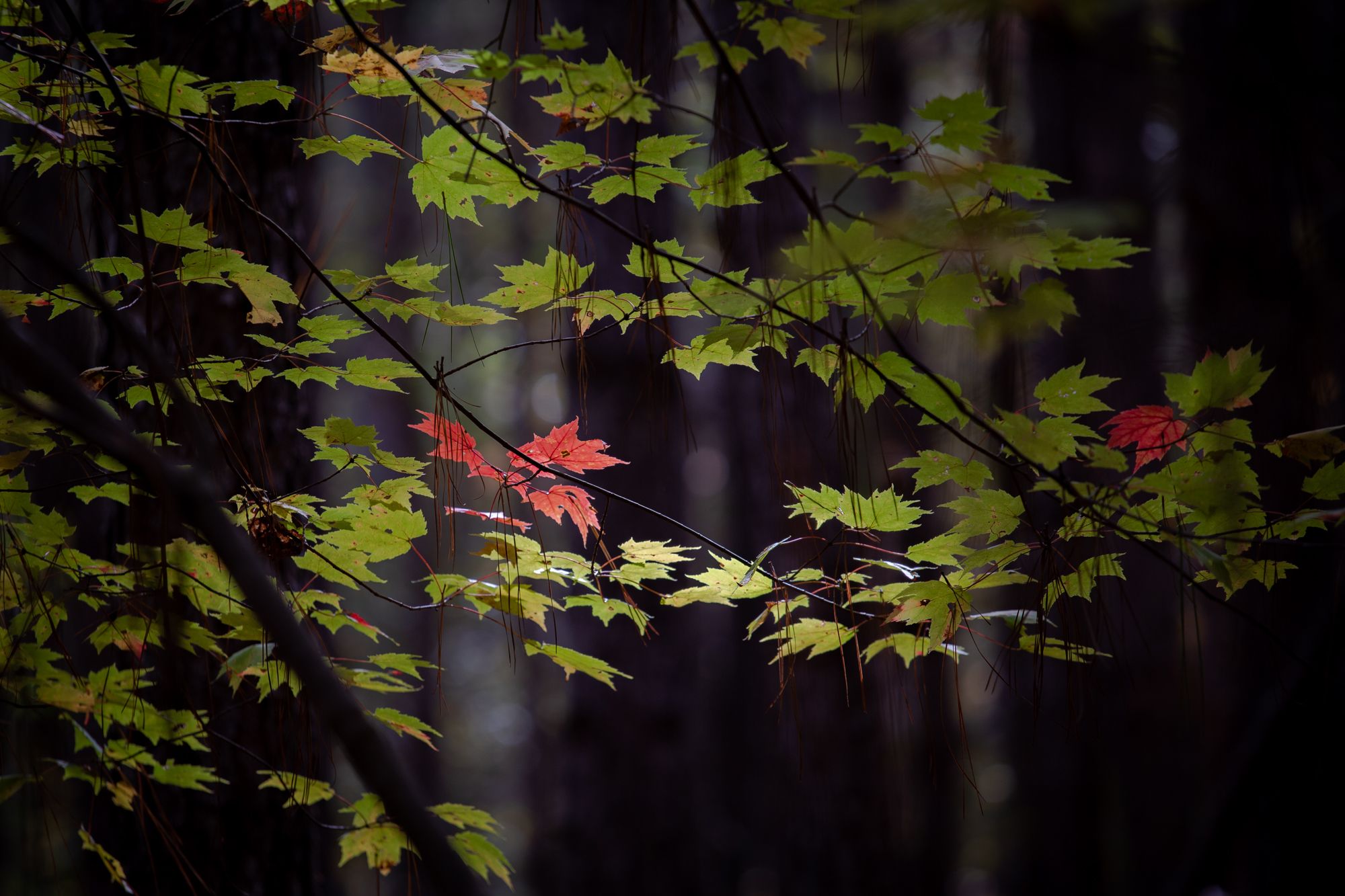 Sunlight filtering through the autumn trees (木漏れ日)