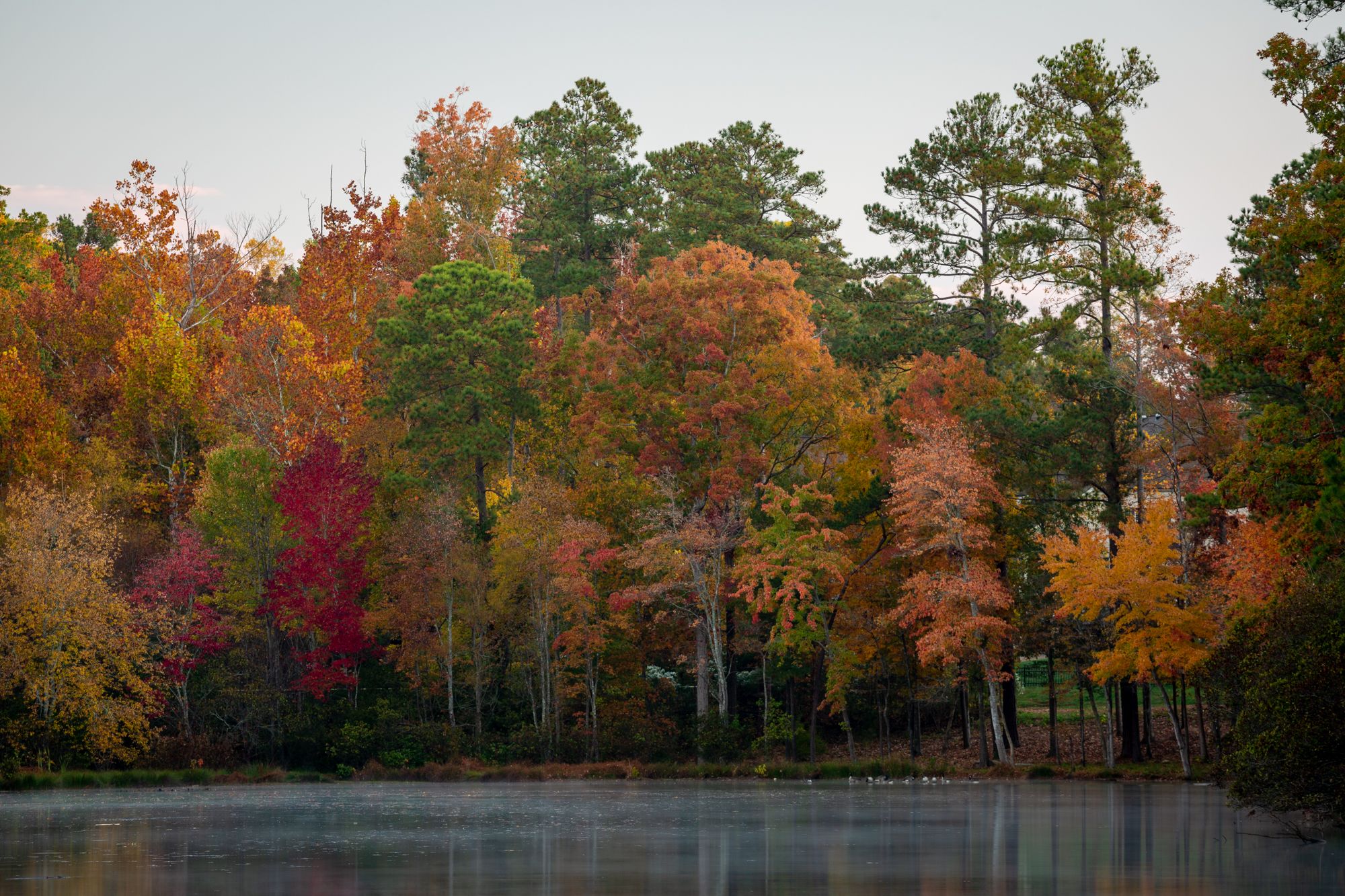 Fall colors at a local lake in Cary, North Carolina