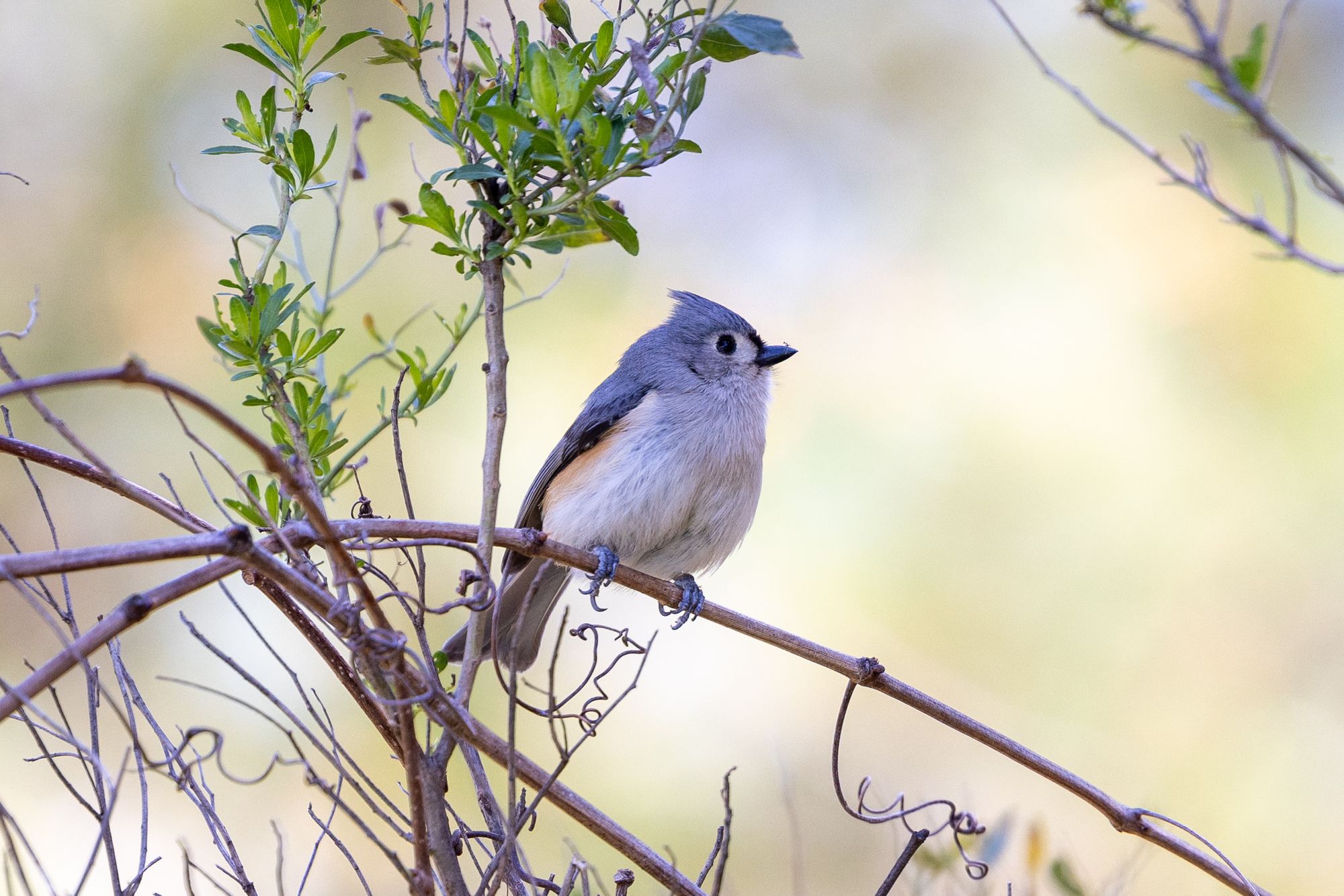 Grey tufted titmouse bird sitting on a small branch.  The background has a smooth blur, which helps to isolate the subject.