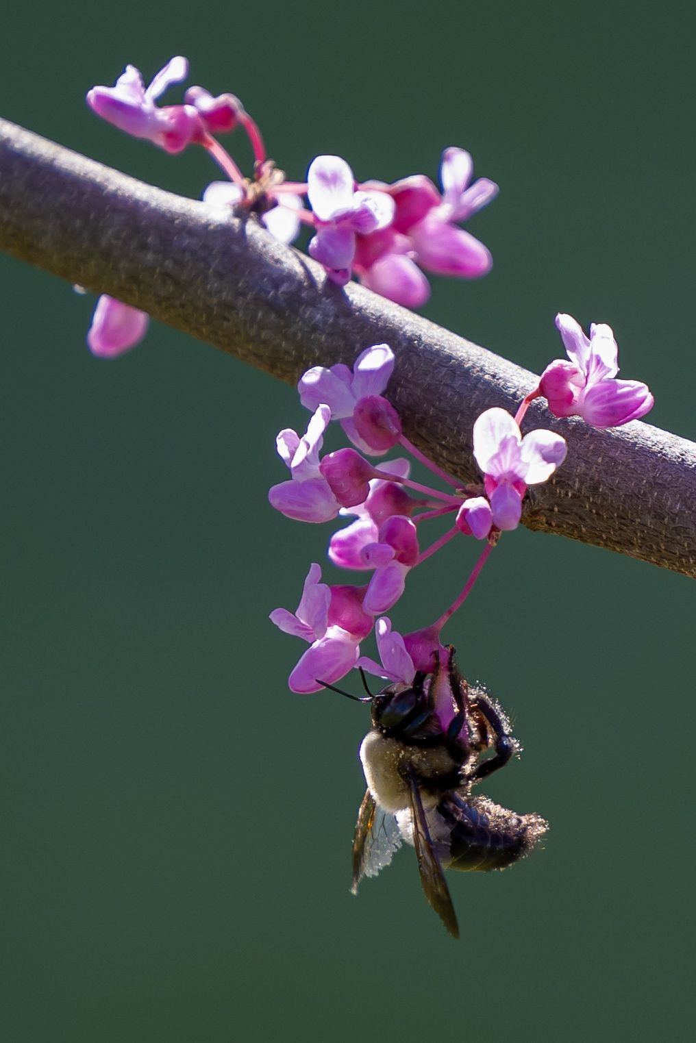 Bee hanging off a branch with pink flowers