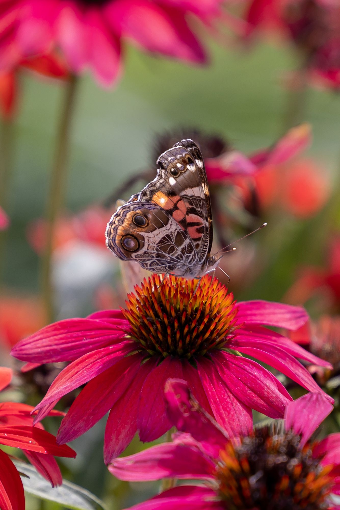 Butterfly sitting on a vermillin spiky flower