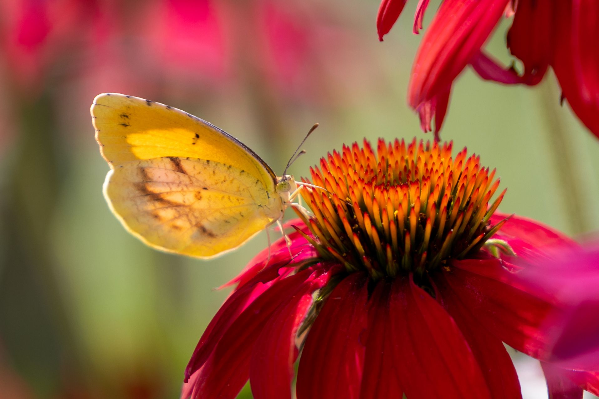 Yellow butterfly sitting on a vermillin spiky flower