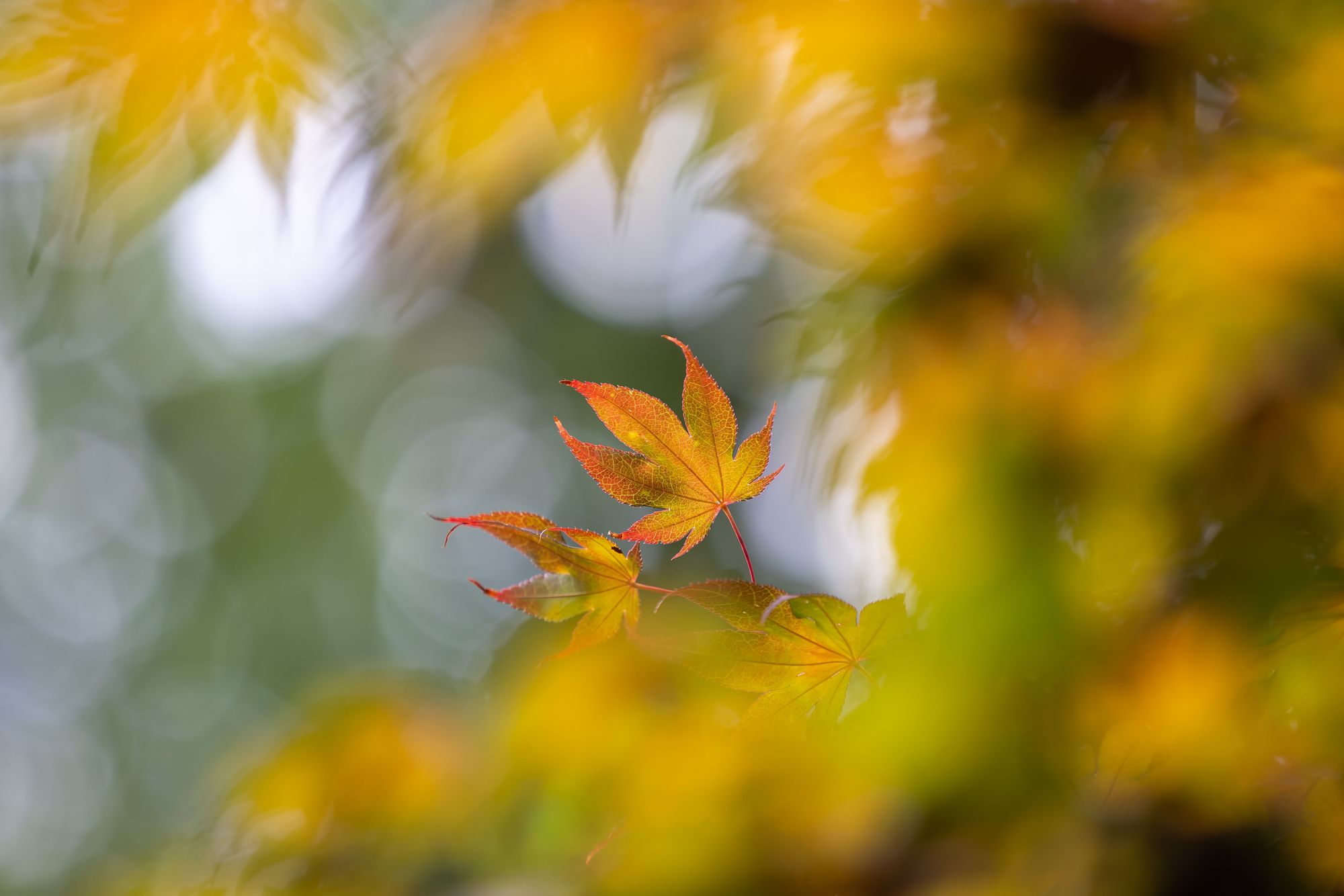 Yellow and orange maple leaves, with green leaves blurred out in the background and more yellow leaves blurred out in the foreground of the photo.