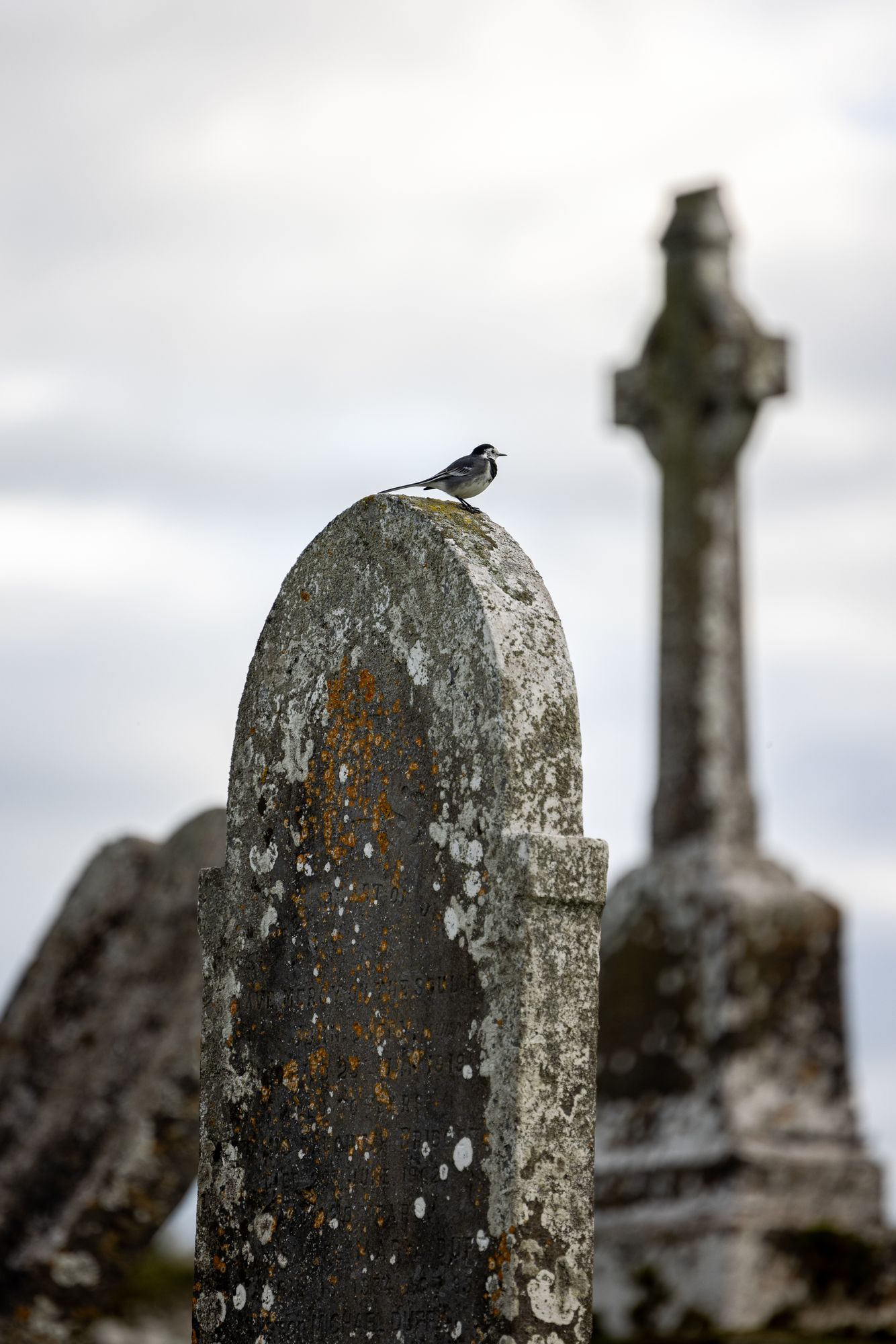 Pied wagtail bird resting on a tombstone.  Though the background is blurry, the shape of a stone cross can be seen.